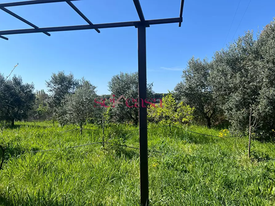 Immagine 13 di Terreno agricolo in vendita  a Grosseto