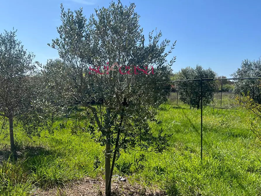 Immagine 14 di Terreno agricolo in vendita  a Grosseto