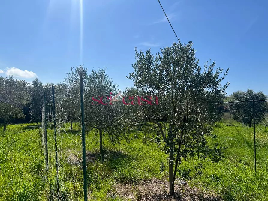 Immagine 15 di Terreno agricolo in vendita  a Grosseto