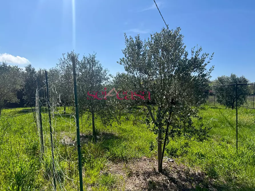 Immagine 16 di Terreno agricolo in vendita  a Grosseto