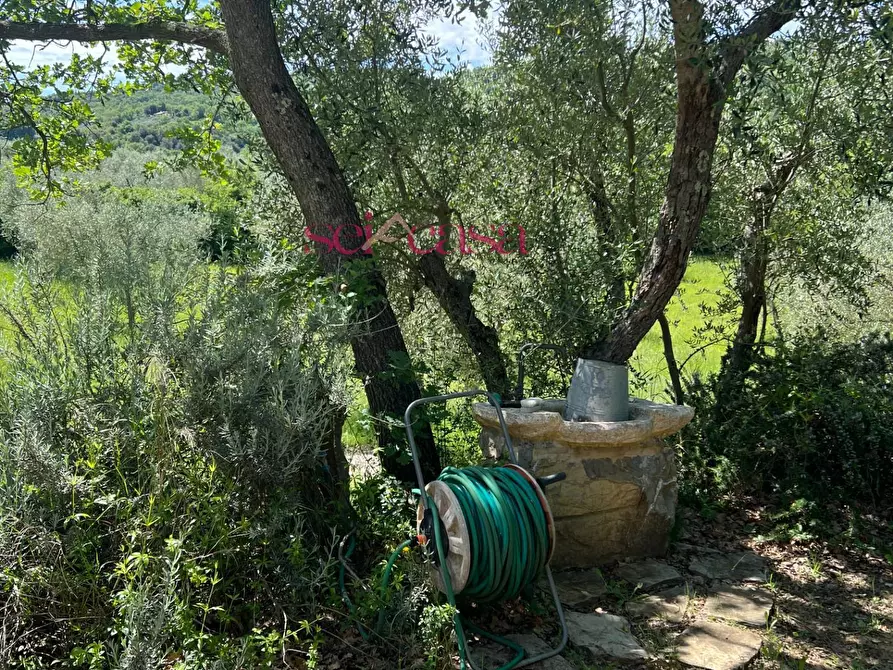 Immagine 23 di Rustico / casale in affitto  a Cinigiano