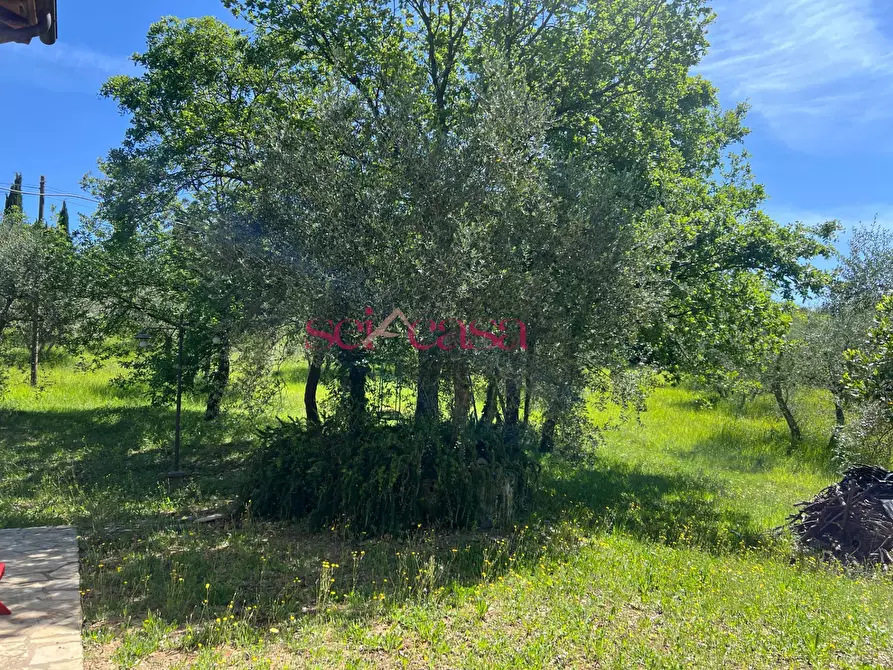 Immagine 24 di Rustico / casale in affitto  a Cinigiano