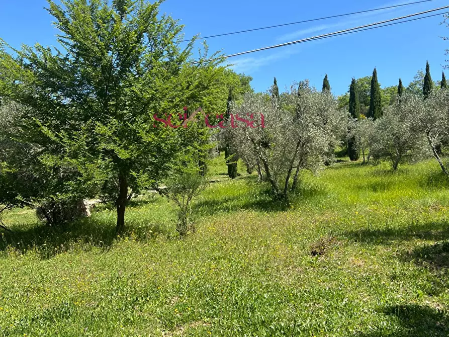 Immagine 25 di Rustico / casale in affitto  a Cinigiano