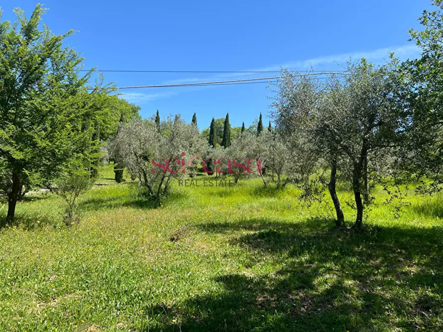 Immagine 27 di Rustico / casale in affitto  a Cinigiano