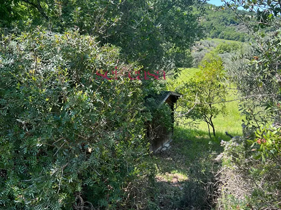 Immagine 29 di Rustico / casale in affitto  a Cinigiano