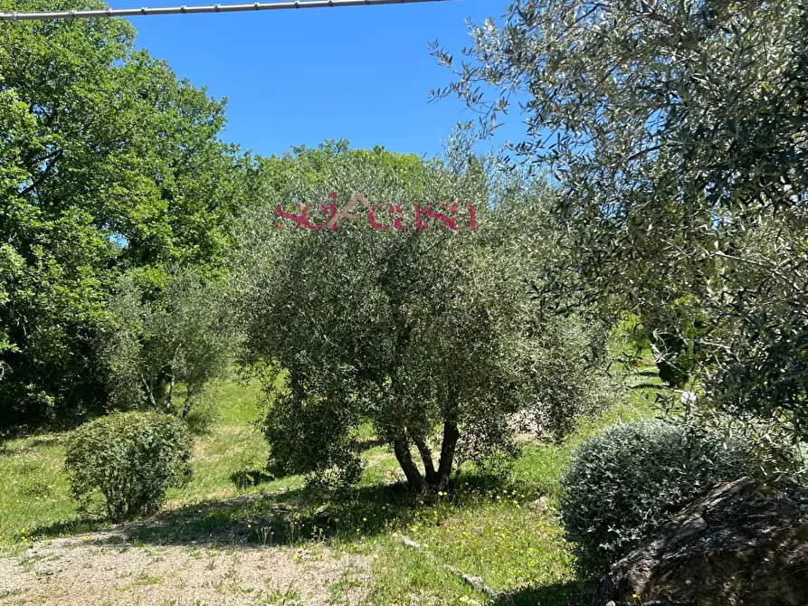 Immagine 32 di Rustico / casale in affitto  a Cinigiano