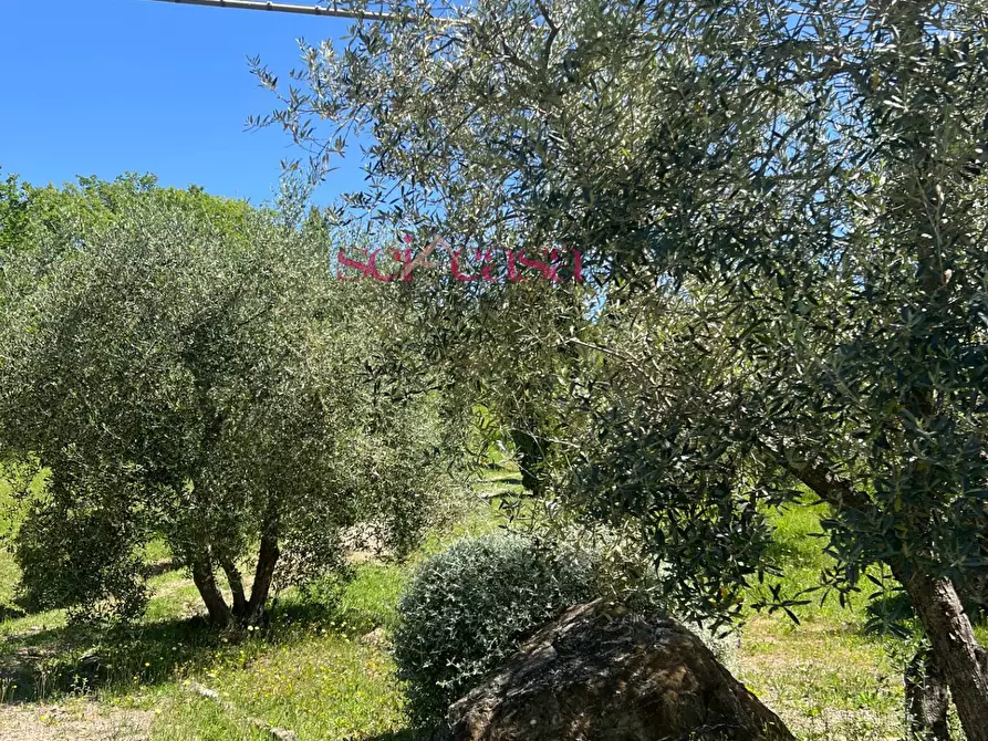 Immagine 33 di Rustico / casale in affitto  a Cinigiano