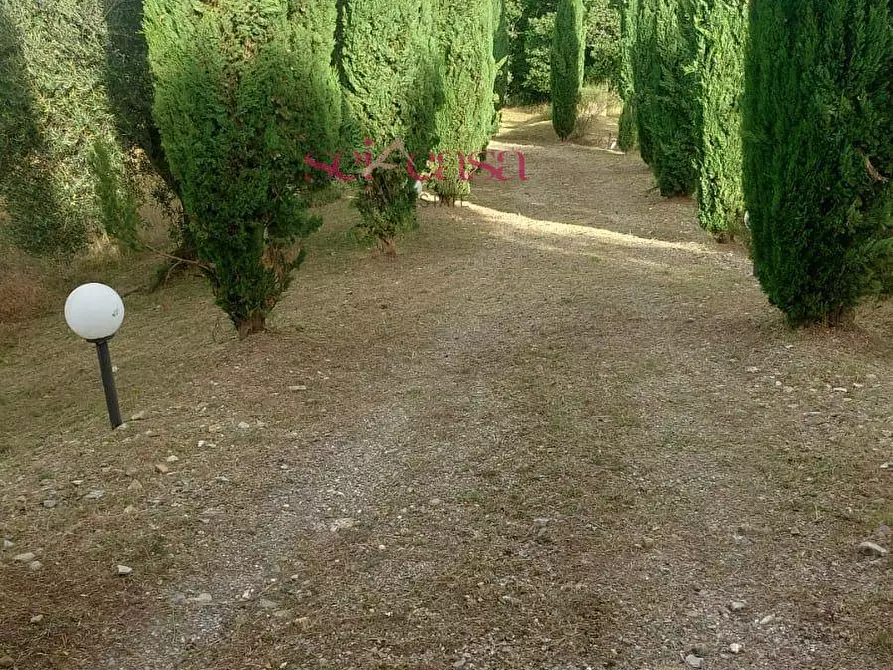 Immagine 35 di Rustico / casale in affitto  a Cinigiano