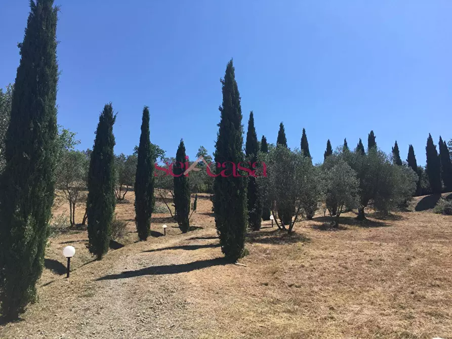 Immagine 47 di Rustico / casale in affitto  a Cinigiano