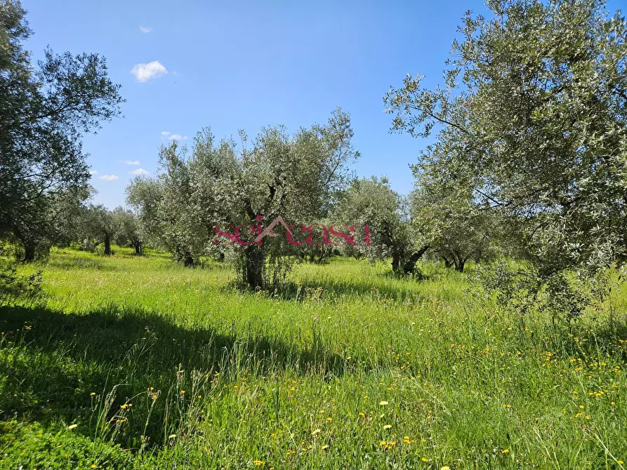 Immagine 46 di Villa in vendita  a Magliano In Toscana
