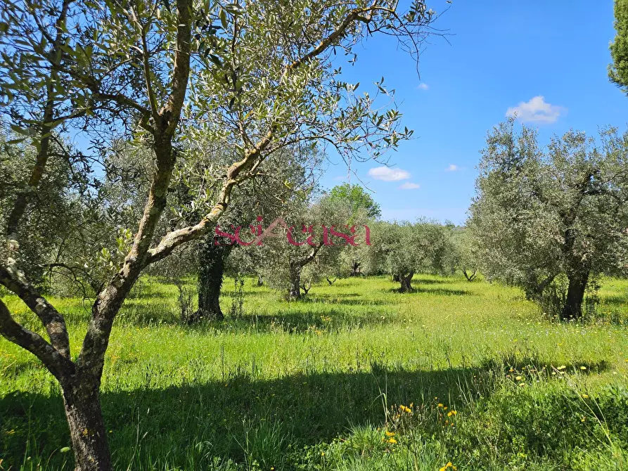 Immagine 45 di Villa in vendita  a Magliano In Toscana