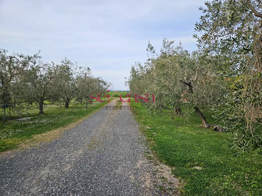 Immagine 23 di Agriturismo in vendita  a Grosseto