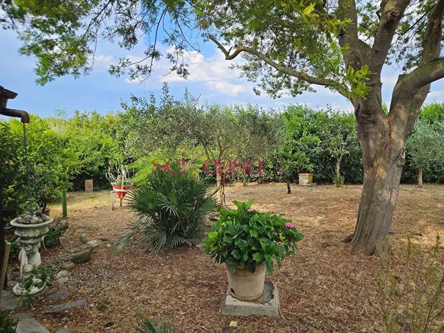 Immagine 4 di Rustico / casale in vendita  a Grosseto