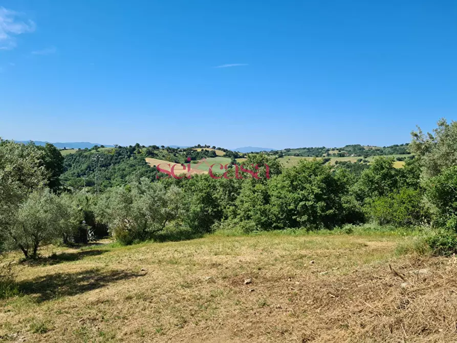 Immagine 14 di Rustico / casale in vendita  a Scansano