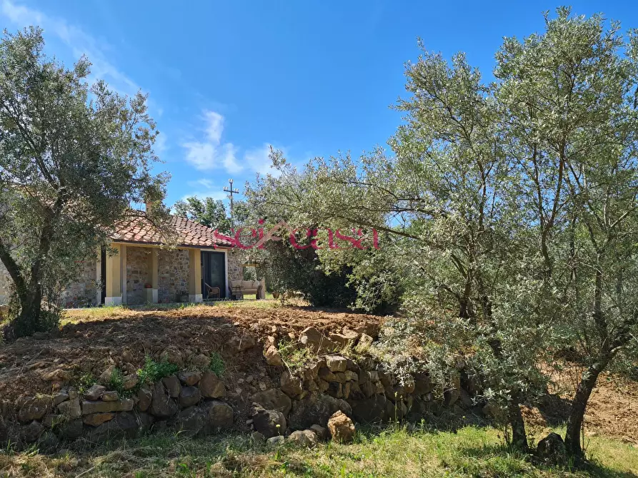 Immagine 12 di Rustico / casale in vendita  a Scansano