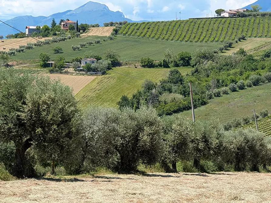 Immagine 3 di Terreno agricolo in vendita  in Contrada San Biagio a Ancarano
