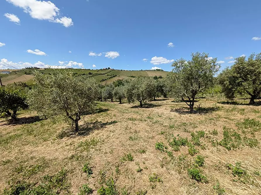Immagine 4 di Terreno agricolo in vendita  in Contrada San Biagio a Ancarano