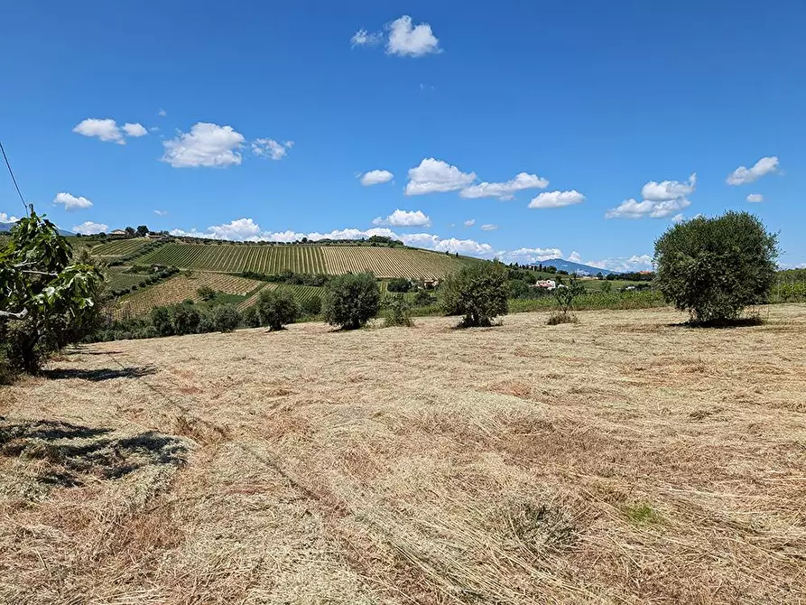 Immagine 5 di Terreno agricolo in vendita  in Contrada San Biagio a Ancarano