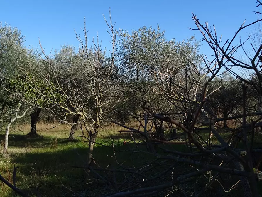 Immagine 17 di Rustico / casale in vendita  a Montespertoli