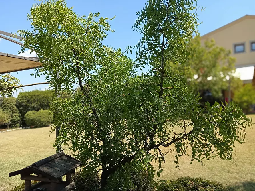 Immagine 29 di Rustico / casale in vendita  a Montespertoli