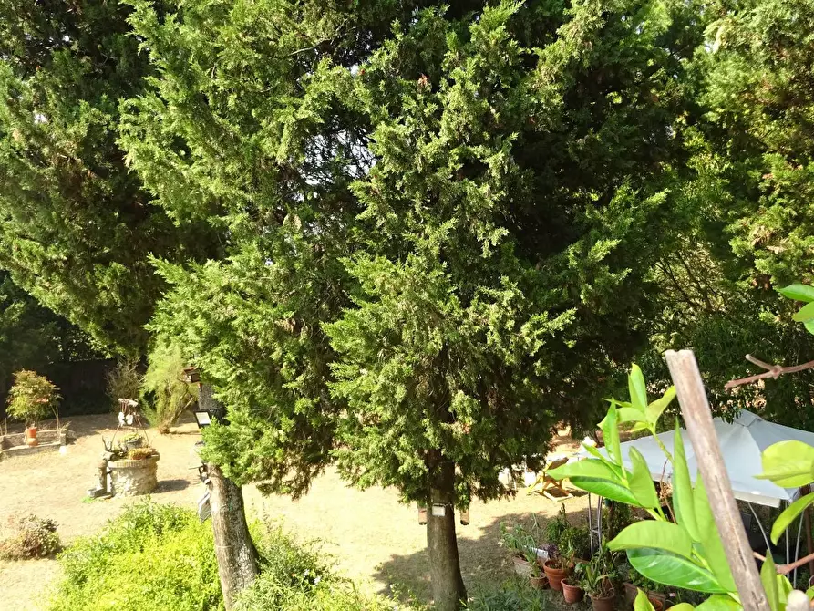 Immagine 41 di Villa in vendita  a Montespertoli