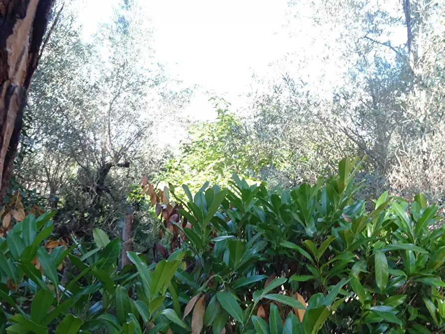 Immagine 32 di Villa in vendita  a Montespertoli