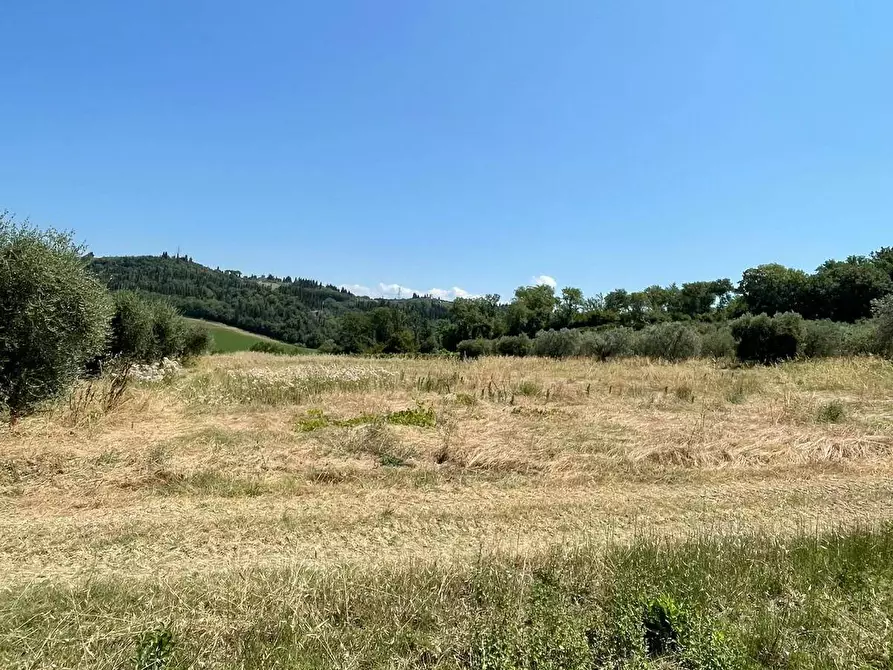 Immagine 5 di Azienda agricola in vendita  a Montespertoli