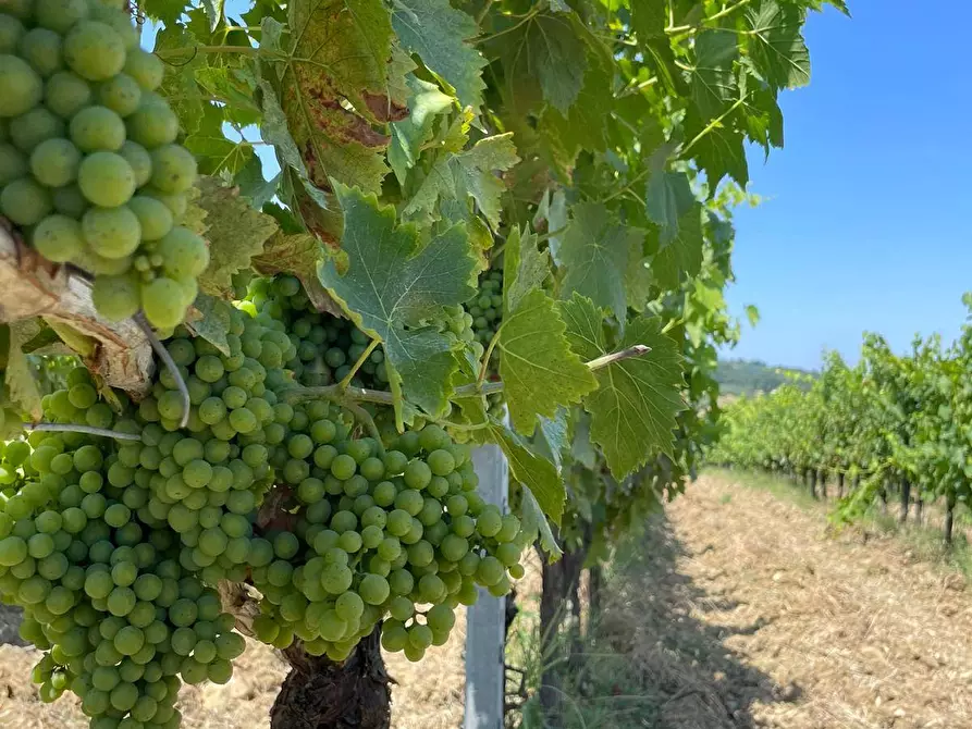 Immagine 6 di Azienda agricola in vendita  a Montespertoli