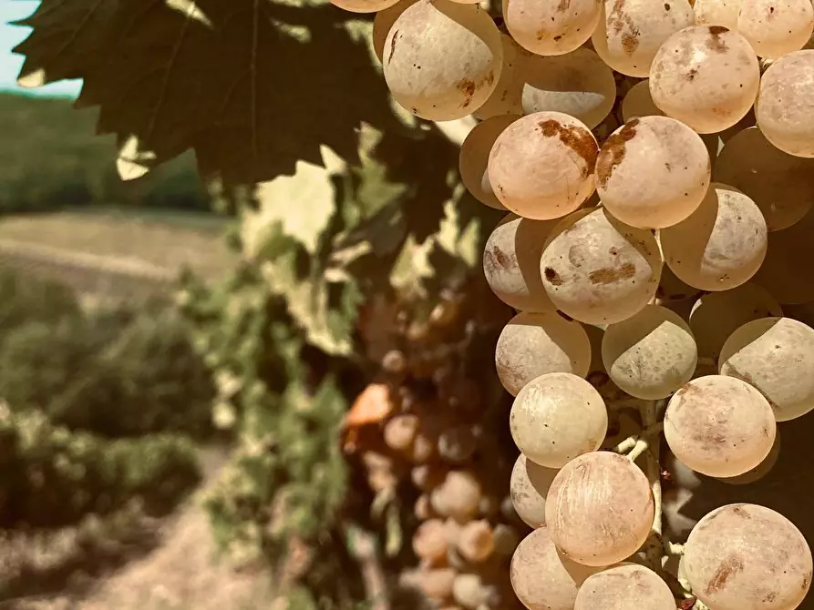 Immagine 11 di Azienda agricola in vendita  a Montespertoli