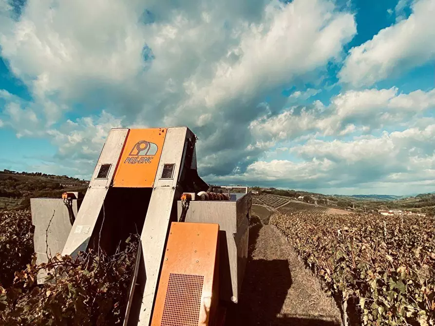 Immagine 13 di Azienda agricola in vendita  a Montespertoli