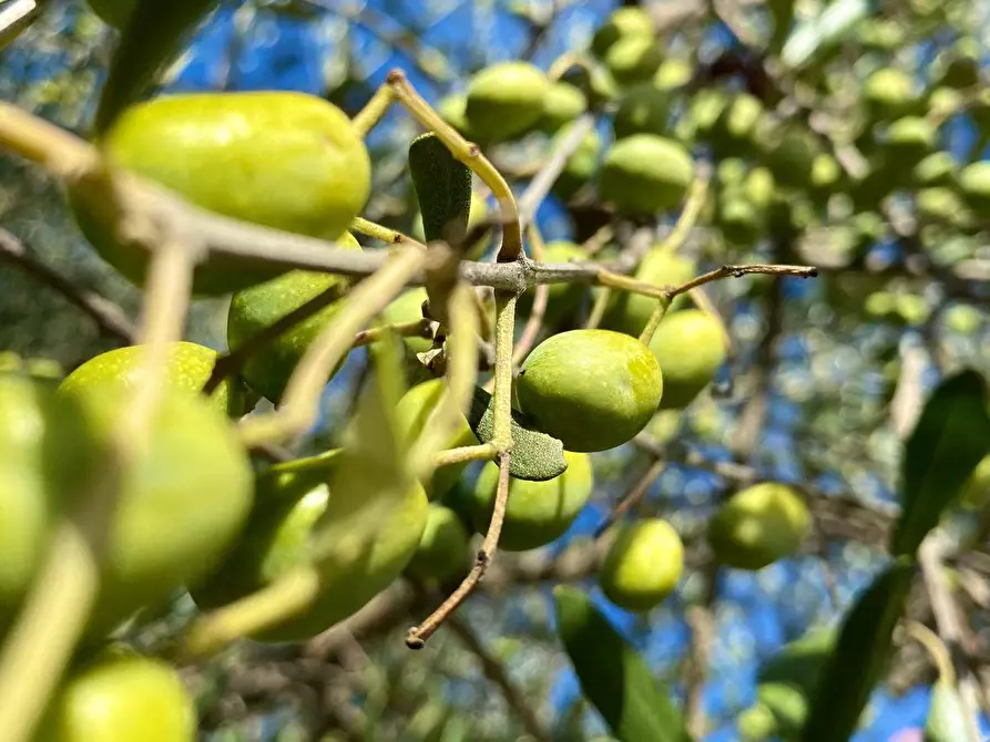 Immagine 14 di Azienda agricola in vendita  a Montespertoli