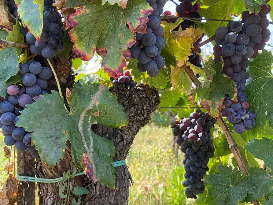 Immagine 16 di Azienda agricola in vendita  a Montespertoli