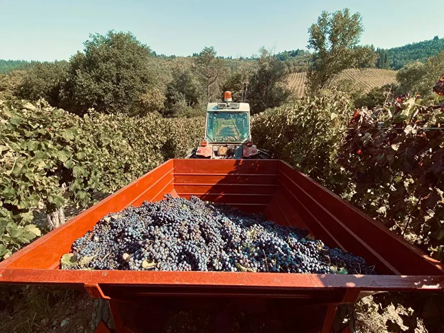 Immagine 12 di Azienda agricola in vendita  a Montespertoli