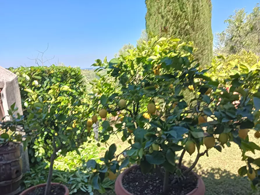 Immagine 30 di Rustico / casale in vendita  a Montespertoli