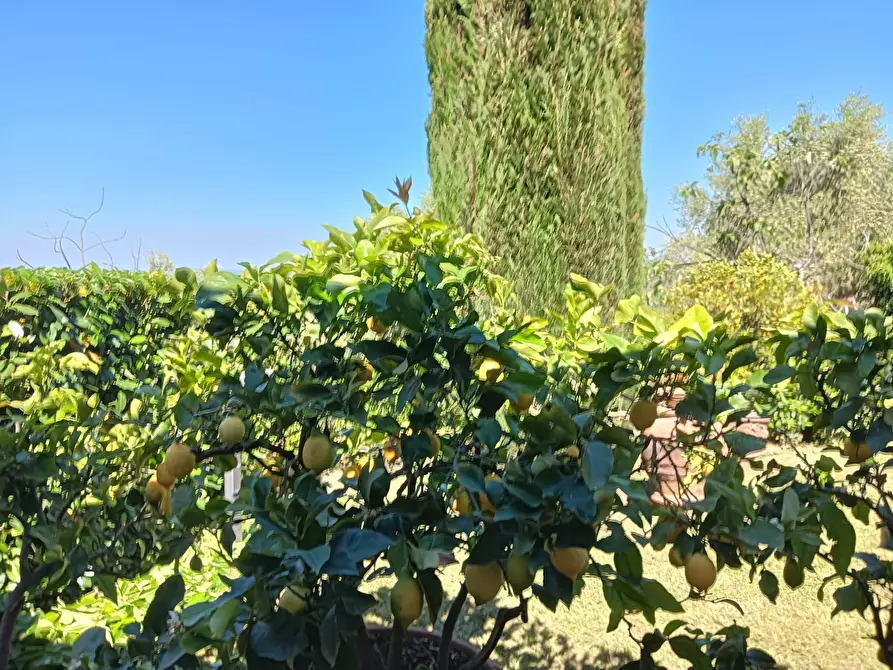 Immagine 31 di Rustico / casale in vendita  a Montespertoli