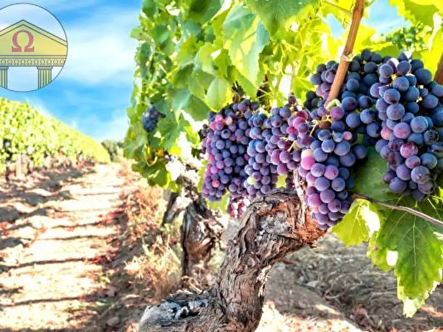 Immagine 2 di Terreno agricolo in vendita  a Treviso