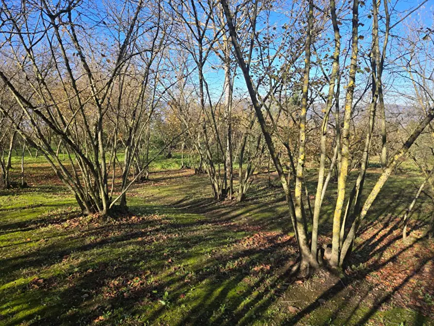 Immagine 9 di Terreno agricolo in vendita  in Via san prisco a Manocalzati
