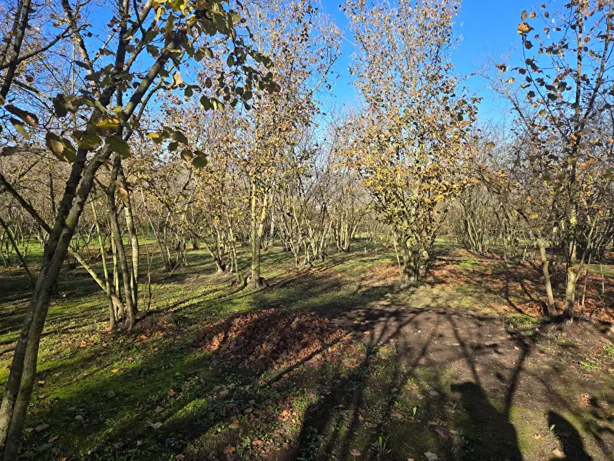 Immagine 10 di Terreno agricolo in vendita  in Via san prisco a Manocalzati