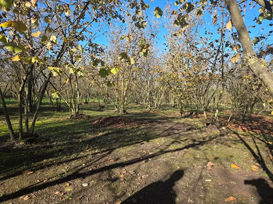 Immagine 11 di Terreno agricolo in vendita  in Via san prisco a Manocalzati