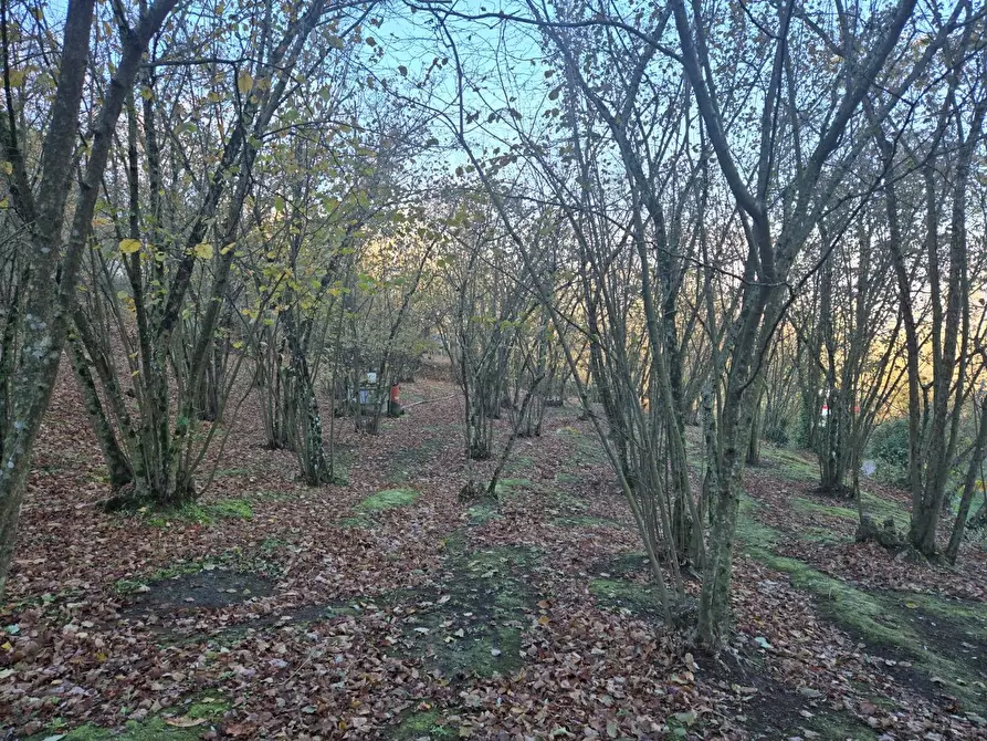 Immagine 14 di Terreno agricolo in vendita  in Via san prisco a Manocalzati
