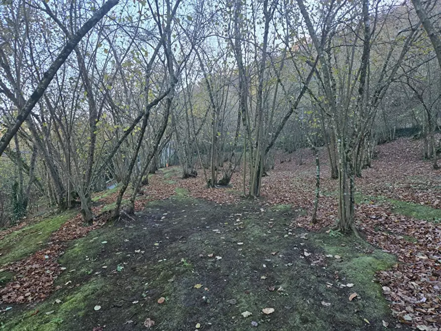 Immagine 15 di Terreno agricolo in vendita  in Via san prisco a Manocalzati