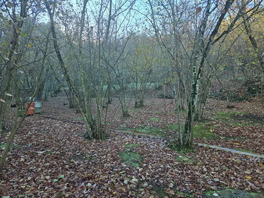 Immagine 17 di Terreno agricolo in vendita  in Via san prisco a Manocalzati