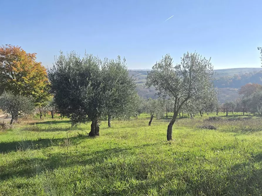 Immagine 5 di Casa indipendente in vendita  in Contrada Pescocupo a Paternopoli