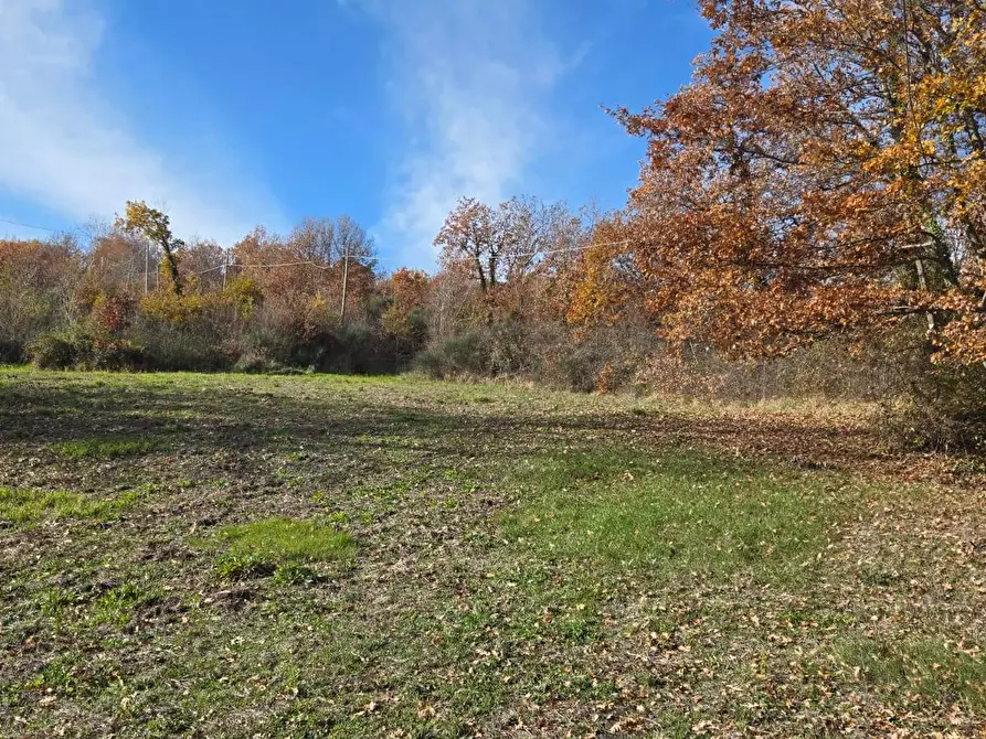 Immagine 4 di Terreno agricolo in vendita  in C/da Cipollara a Castelvetere Sul Calore