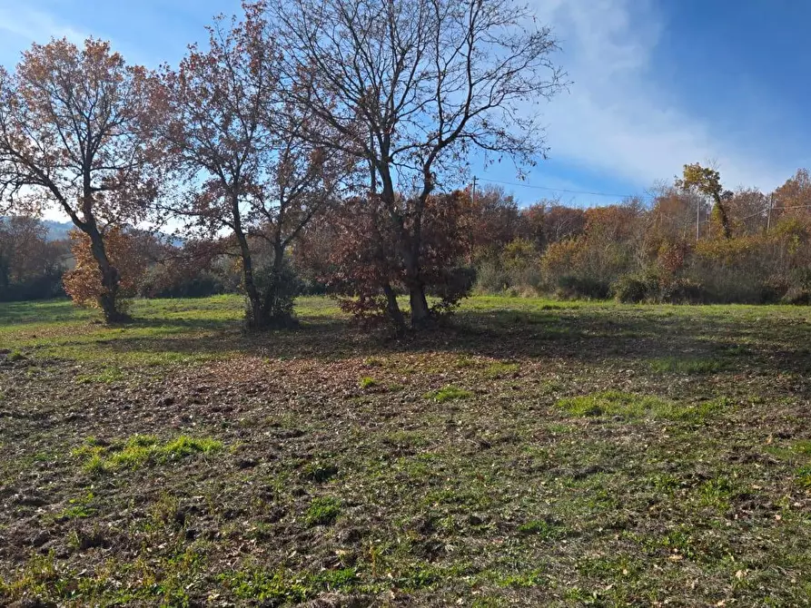 Immagine 5 di Terreno agricolo in vendita  in C/da Cipollara a Castelvetere Sul Calore