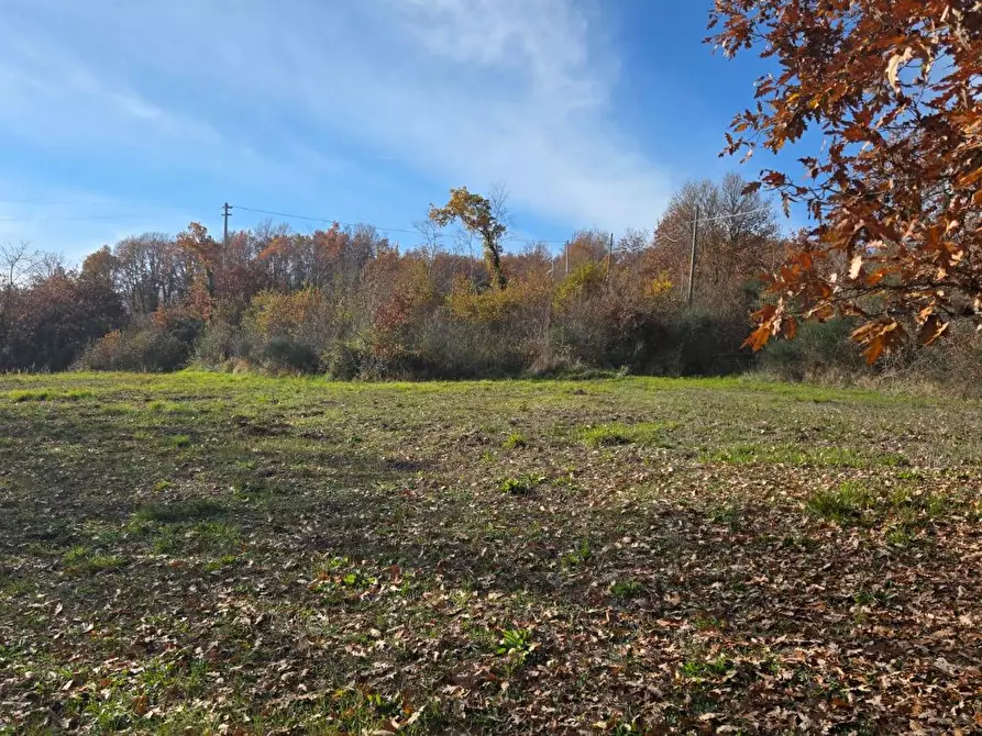 Immagine 9 di Terreno agricolo in vendita  in C/da Cipollara a Castelvetere Sul Calore