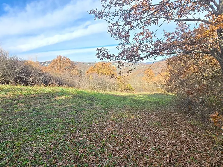 Immagine 12 di Terreno agricolo in vendita  in C/da Cipollara a Castelvetere Sul Calore