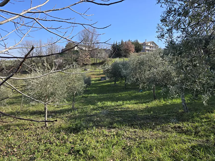 Immagine 7 di Terreno agricolo in vendita  in via Santo Stefano a Montemarano
