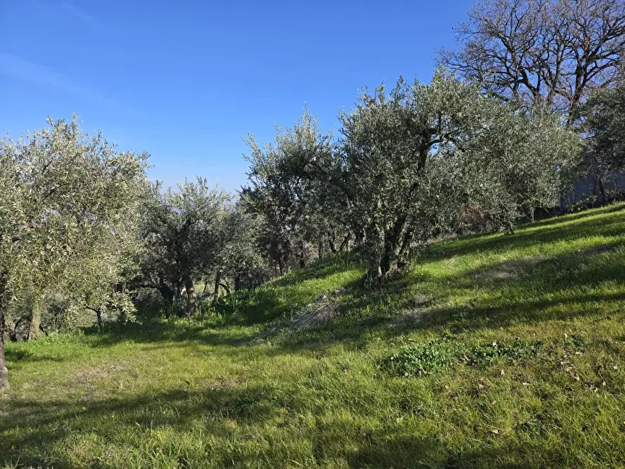 Immagine 10 di Terreno agricolo in vendita  in via Santo Stefano a Montemarano