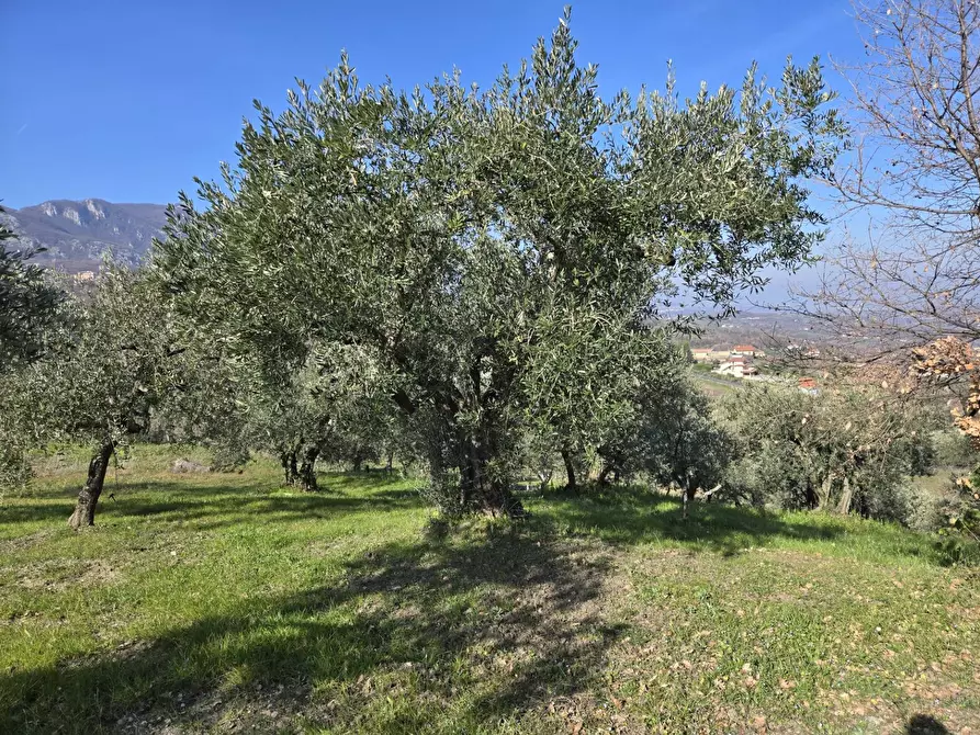 Immagine 11 di Terreno agricolo in vendita  in via Santo Stefano a Montemarano